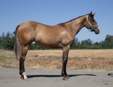 HorseID: 2279143 IMA LEGACY BORN HOTTY - PhotoID: 1053271