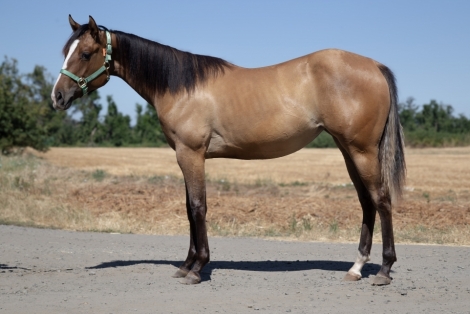 HorseID: 2279143 IMA LEGACY BORN HOTTY - PhotoID: 1053272