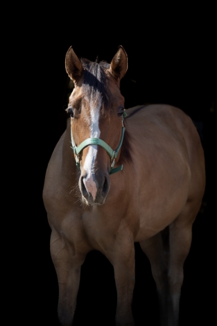 HorseID: 2279143 IMA LEGACY BORN HOTTY - PhotoID: 1053273