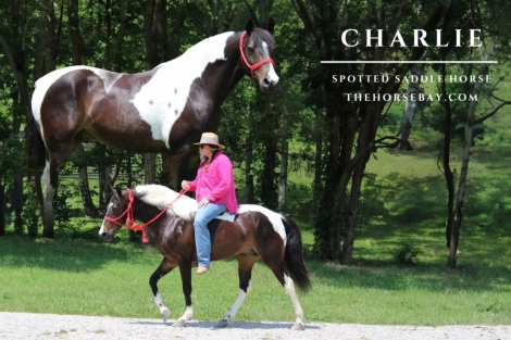 HorseID: 2279144 Charlie - PhotoID: 1053274