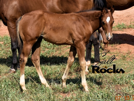 HorseID: 2279176 Hot N Salty Mee AQHA/APHA - PhotoID: 1053330