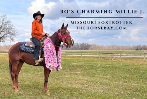 HorseID: 2279179 Bo’s Charming Millie J. - PhotoID: 1053337