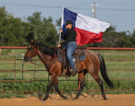 HorseID: 2279180 Dancers Gentleman - PhotoID: 1053460