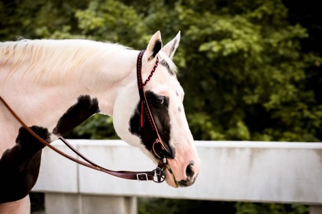 HorseID: 2279181 Oreo CL - PhotoID: 1053474