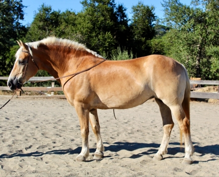 HorseID: 2279184 Daisy CR - PhotoID: 1053456