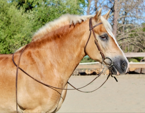 HorseID: 2279184 Daisy CR - PhotoID: 1053457