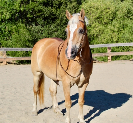 HorseID: 2279184 Daisy CR - PhotoID: 1053458