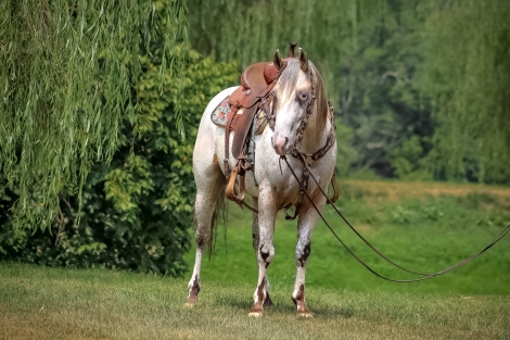 HorseID: 2279186 Bright White Brother - PhotoID: 1053452