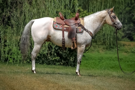 HorseID: 2279186 Bright White Brother - PhotoID: 1053454