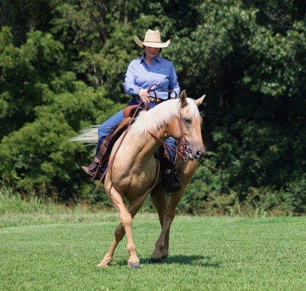 HorseID: 2279188 A Zans Olen Jack - PhotoID: 1053445