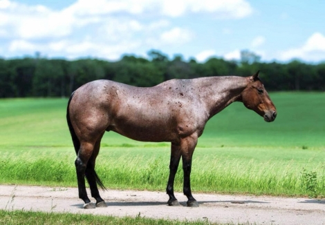 HorseID: 2279189 Jr San Frost - PhotoID: 1053468