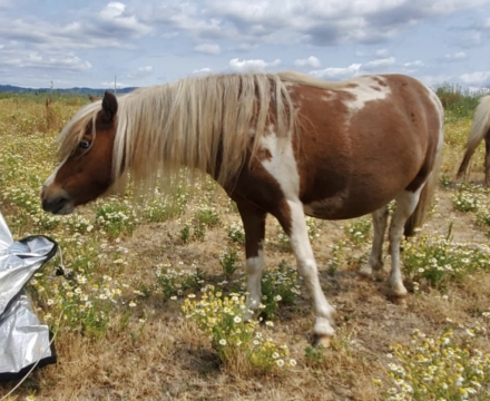 HorseID: 2279192 Equisport Colored N Vogue - PhotoID: 1053339