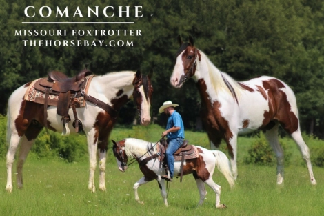 HorseID: 2279194 Comanche - PhotoID: 1053343