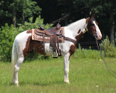 HorseID: 2279194 Comanche - PhotoID: 1053344