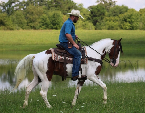 HorseID: 2279194 Comanche - PhotoID: 1053345