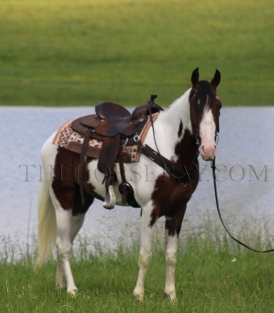 HorseID: 2279194 Comanche - PhotoID: 1053346