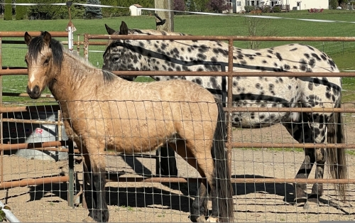 HorseID: 2279209 Ghost Spirit Heartland - PhotoID: 1053374