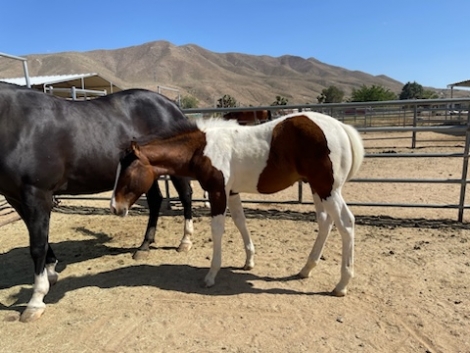 HorseID: 2279210 Bradley APHA ELIGIBLE - PhotoID: 1053370