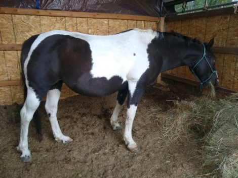 HorseID: 2279214 Hey Little Sister - PhotoID: 1053387