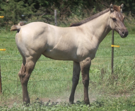 HorseID: 2279216 WA Do Watch Gypsy - PhotoID: 1053376