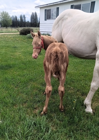 HorseID: 2279221 Calico Whizkey - PhotoID: 1053380