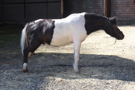 HorseID: 2279268 Atlas - PhotoID: 1053499