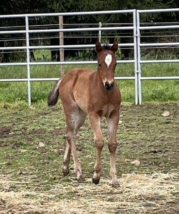 HorseID: 2279286 LITTLE DUN STARLIGHT FILLY - PhotoID: 1053511