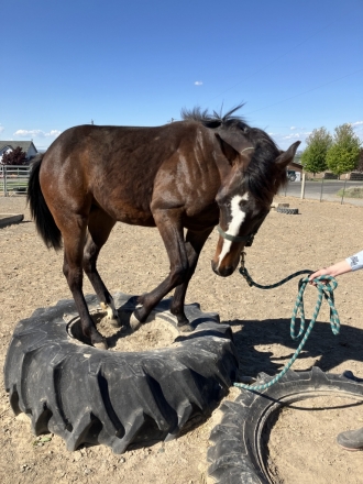 HorseID: 2279291 A DOCS LIL FRENCHMAN - PhotoID: 1053513