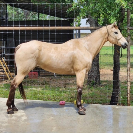 HorseID: 2279299 Hollysromeowindy - PhotoID: 1053525