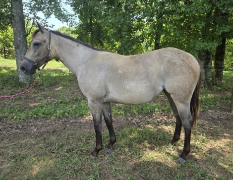 HorseID: 2279314 SHINETWENTYFOURKARAT - PhotoID: 1053538