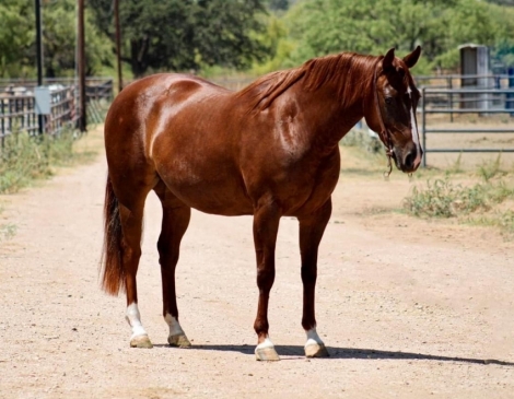 HorseID: 2279328 Rachels Red Cat - PhotoID: 1053555