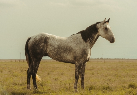 HorseID: 2279337 VALENTINE SHADOW DOL - PhotoID: 1053562