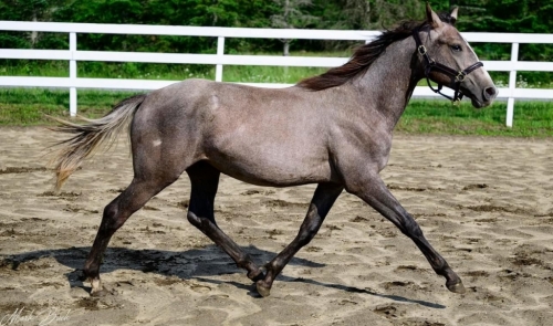 HorseID: 2279338 South Ridge Xander - PhotoID: 1053567