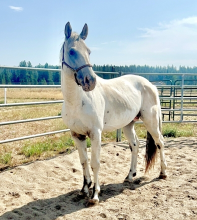 HorseID: 2279350 Neemepoo Glacier Kat - PhotoID: 1053578