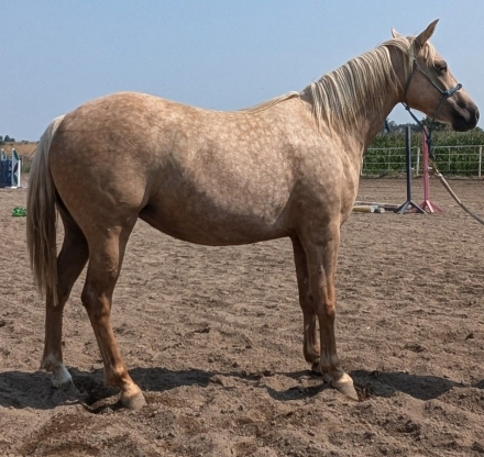 HorseID: 2279365 Cinderella - PhotoID: 1053606