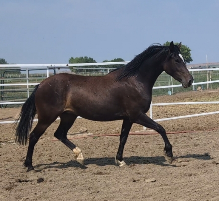 Jubilee, Black Bay Welsh Pony Mare, Super nice beautiful girl in Oregon ...