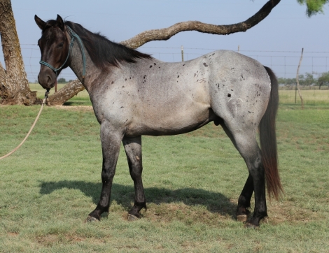 HorseID: 2279374 MT Blue Gunner - PhotoID: 1053626