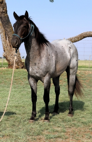 HorseID: 2279374 MT Blue Gunner - PhotoID: 1053627