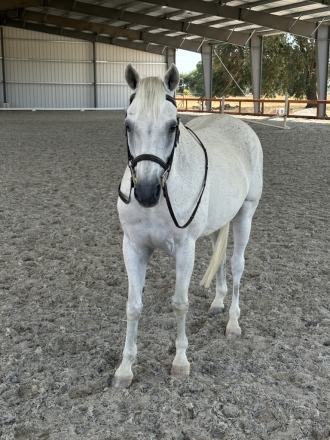 HorseID: 2279407 Jack Frost - PhotoID: 1053682