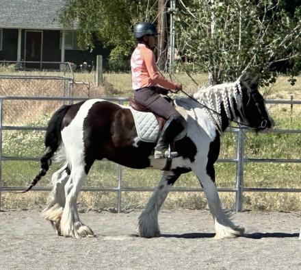 HorseID: 2279437 Gypsy Park Merlin - PhotoID: 1053699