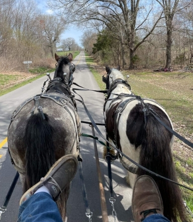 HorseID: 2279437 Gypsy Park Merlin - PhotoID: 1053702