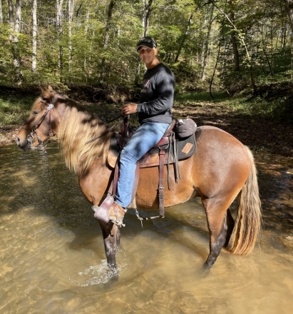 HorseID: 2279439 Fearless Texas Ranger - PhotoID: 1053717