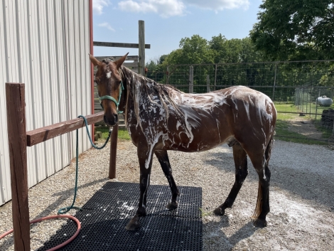 HorseID: 2279439 Fearless Texas Ranger - PhotoID: 1053718