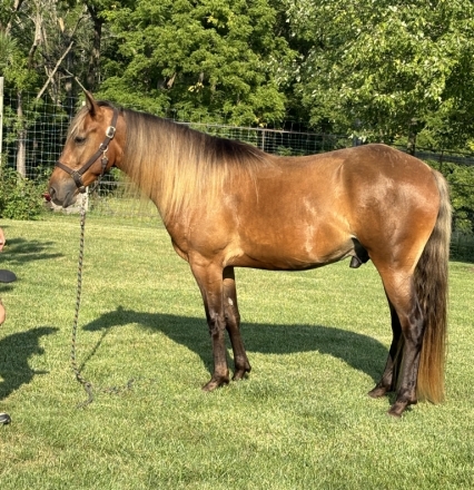 HorseID: 2279439 Fearless Texas Ranger - PhotoID: 1053716