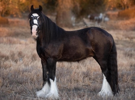 HorseID: 2279470 Ruthar's Reflection - PhotoID: 1054267