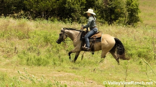 HorseID: 2279487 Lulus Diamond Acres - PhotoID: 1053765