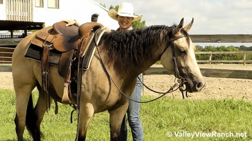 HorseID: 2279487 Lulus Diamond Acres - PhotoID: 1053766