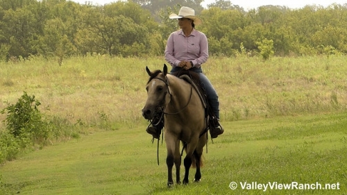 HorseID: 2279487 Lulus Diamond Acres - PhotoID: 1053769