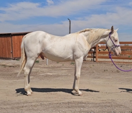 HorseID: 2279498 Rio Hollywood Whiz - PhotoID: 1053779