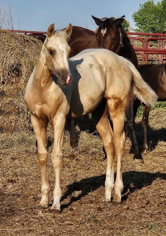 HorseID: 2279503 WSA Southern Maiden - PhotoID: 1055298